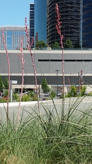 Hesperaloe parviflora