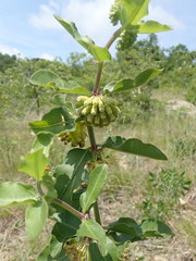 Asclepias viridiflora