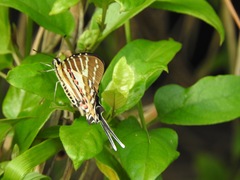 Graphium nomius