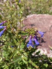 Penstemon albertinus