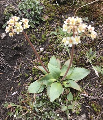 Micranthes occidentalis