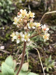 Micranthes occidentalis