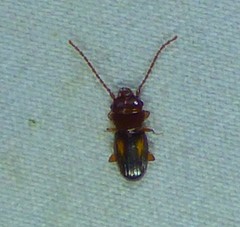 Laemophloeus fervidus