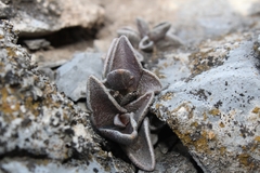 Lenophyllum guttatum