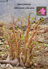 Adenium obesum