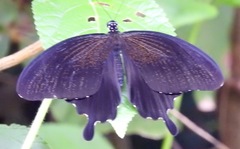 Papilio nephelus