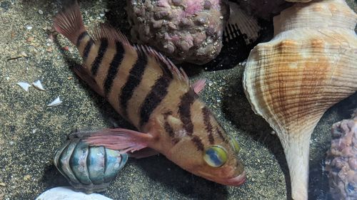 Banded seaperch (Hypoplectrodes annulatus) — Serranidae
