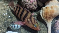 Hypoplectrodes annulatus