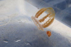 Hyperiidae