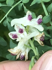 Corydalis caseana brandegeei
