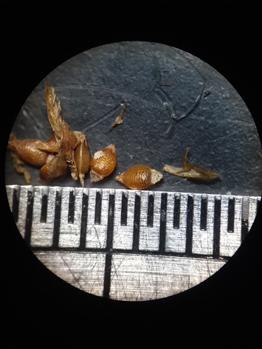 Image of Rhynchospora mixta by (c) Will McFarland, some rights reserved (CC BY)