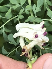 Corydalis caseana brandegeei