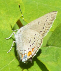Satyrium californica