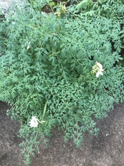 Corydalis caseana brandegeei