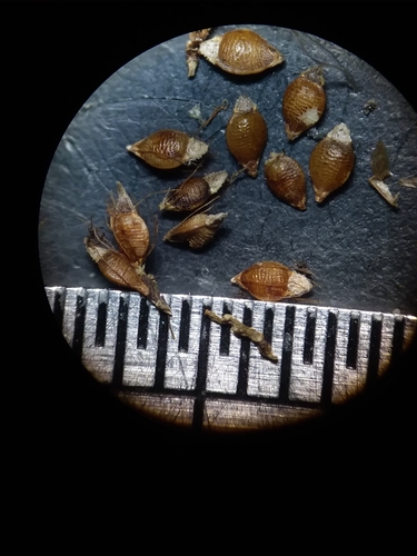 Image of Rhynchospora mixta by (c) Will McFarland, some rights reserved (CC BY)
