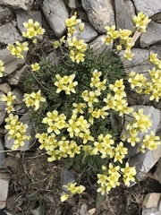 Draba paysonii