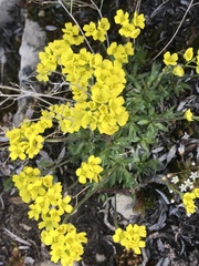 Draba paysonii