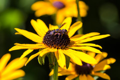 Leptochilus republicanus