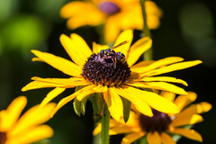 Leptochilus republicanus