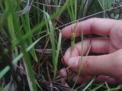 Carex crawei