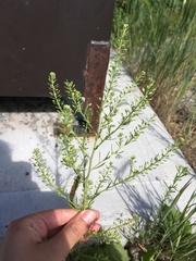 Lepidium ramosissimum