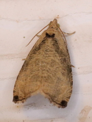 Olethreutes exoletum