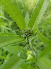 Helianthus nuttallii