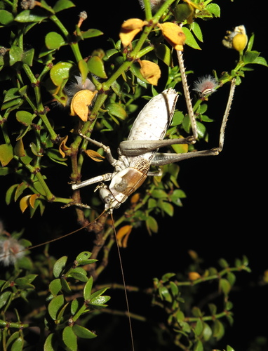 Ateloplus splendidus