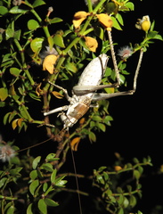 Ateloplus splendidus