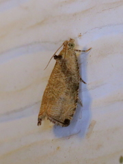 Olethreutes exoletum