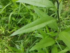 Helianthus nuttallii