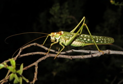 Capnobotes arizonensis