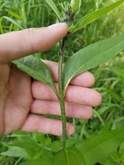 Helianthus nuttallii