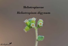 Heliotropium digynum