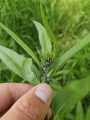 Helianthus nuttallii