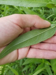 Helianthus nuttallii