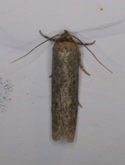 Holcocera chalcofrontella