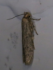 Holcocera chalcofrontella