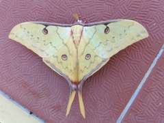 Actias sinensis