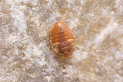 Cimex pilosellus