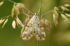 Elophila nymphaeata