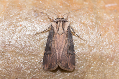 Agrotis volubilis