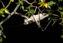 Ateloplus splendidus