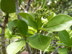 Guapira fragrans