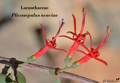 Plicosepalus acaciae