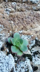 Aeonium haworthii