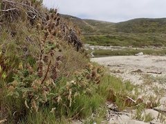 Astragalus pycnostachyus pycnostachyus