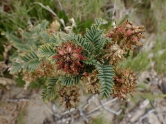 Astragalus pycnostachyus pycnostachyus