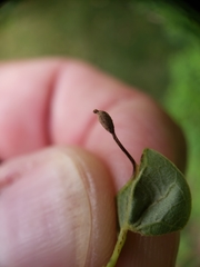 Andricus chinquapin