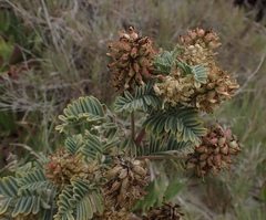 Astragalus pycnostachyus pycnostachyus